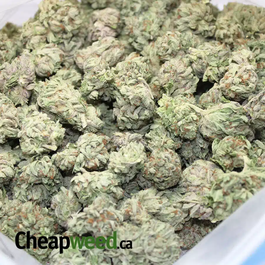 Alternative view of Greenfarm's Purple Cream