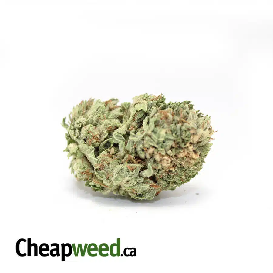gf p cream 3 I Greenfarm's Purple Cream