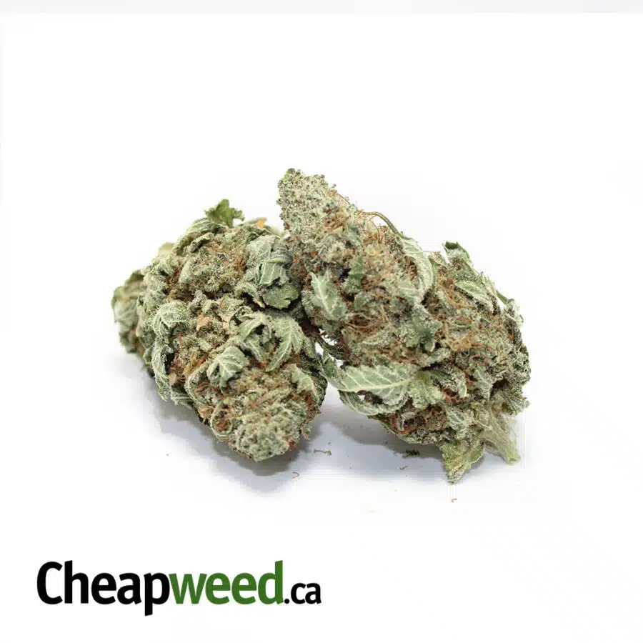 Alternative view of Great OG Kush