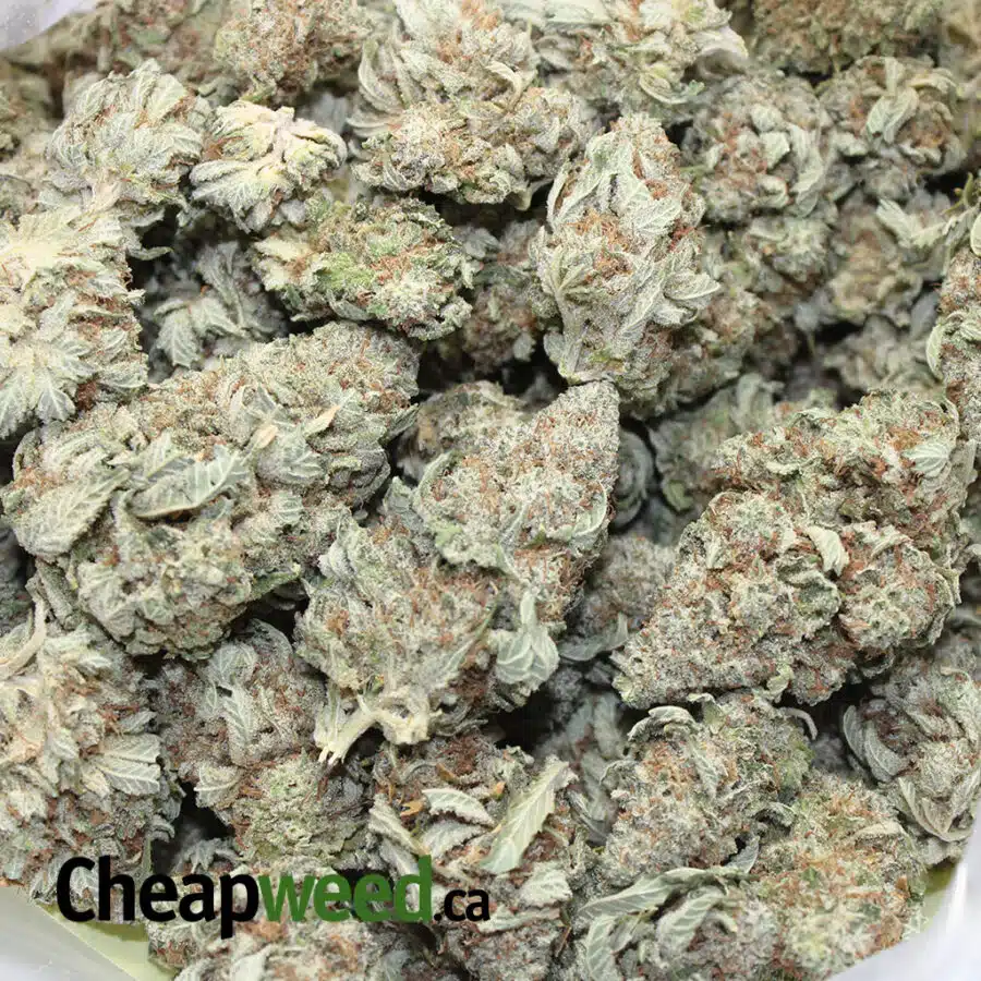 great og 3 I Great OG Kush
