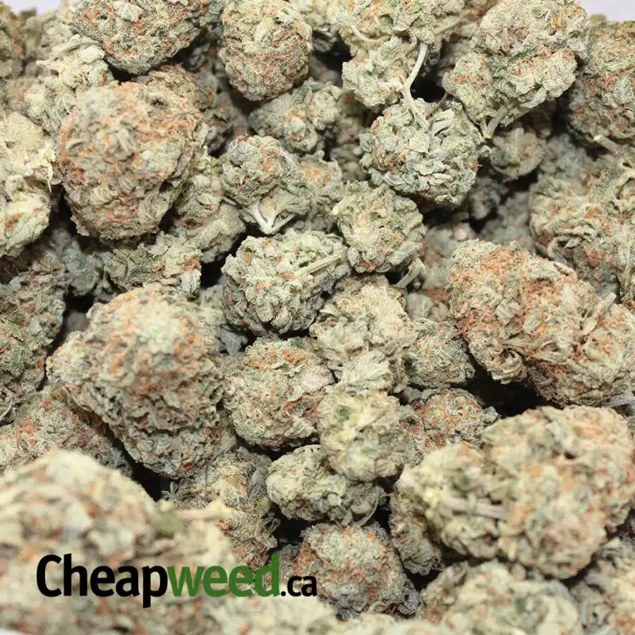 lemon sensi 3 I $109 Oz - Lemon Sensi