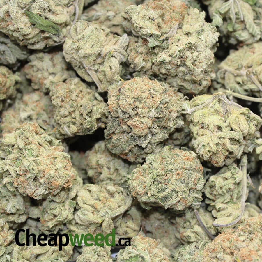 og zombie 1 I OG Zombie