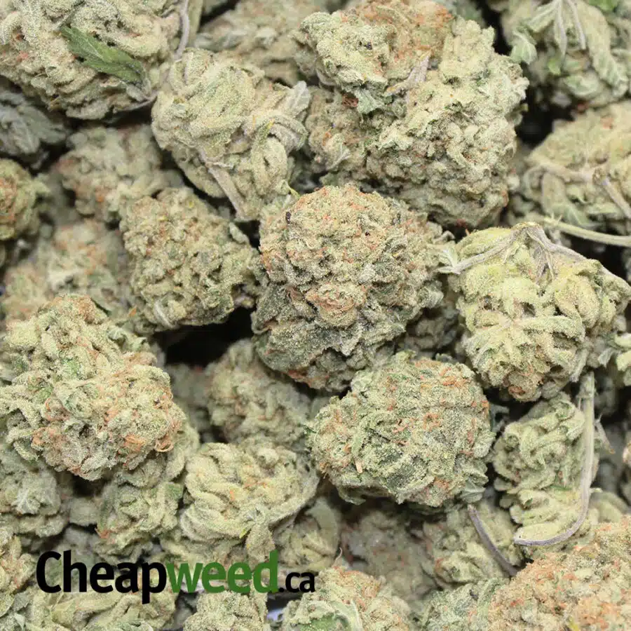 og zombie 1 I OG Zombie