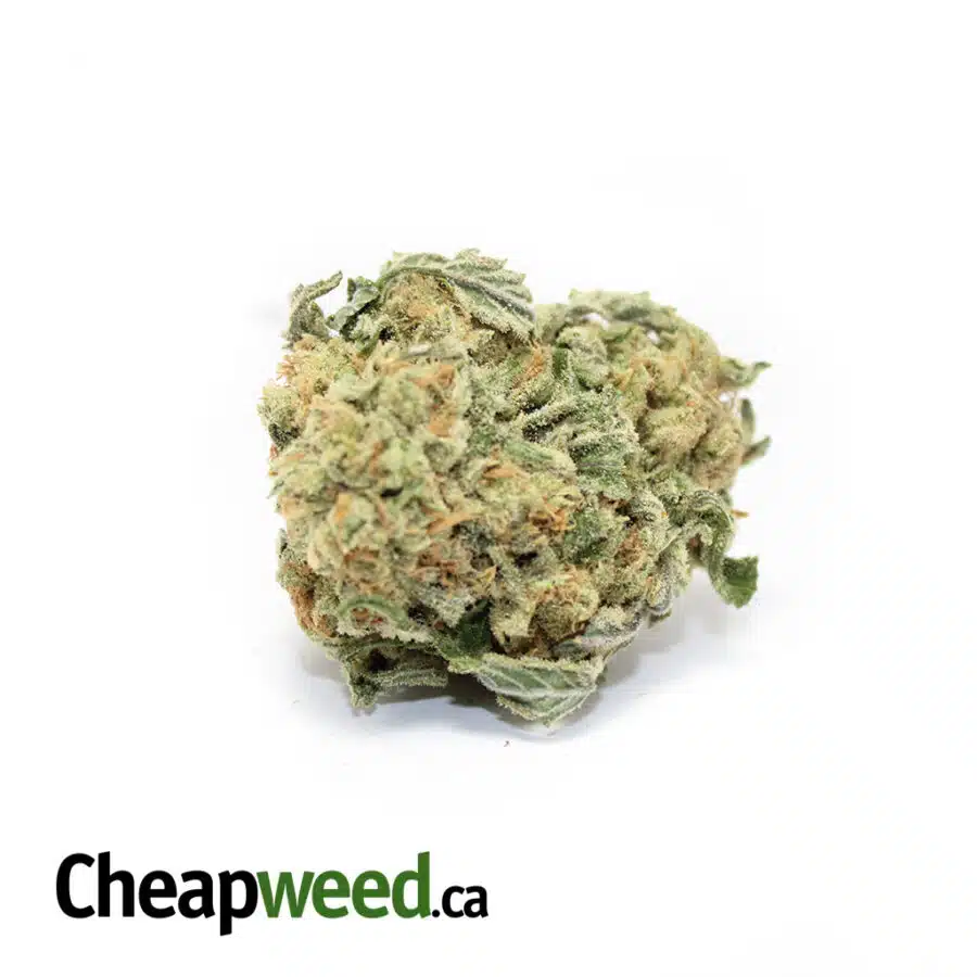 Alternative view of OG Zombie