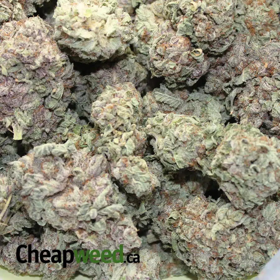 p widow 1 I Purple Christmas