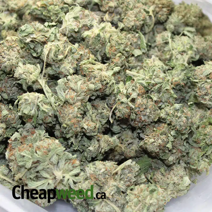Alternative view of Select Kush