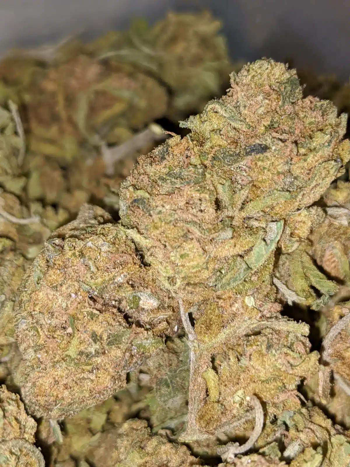 AA Scrappy Brainstorm Haze - Image 4