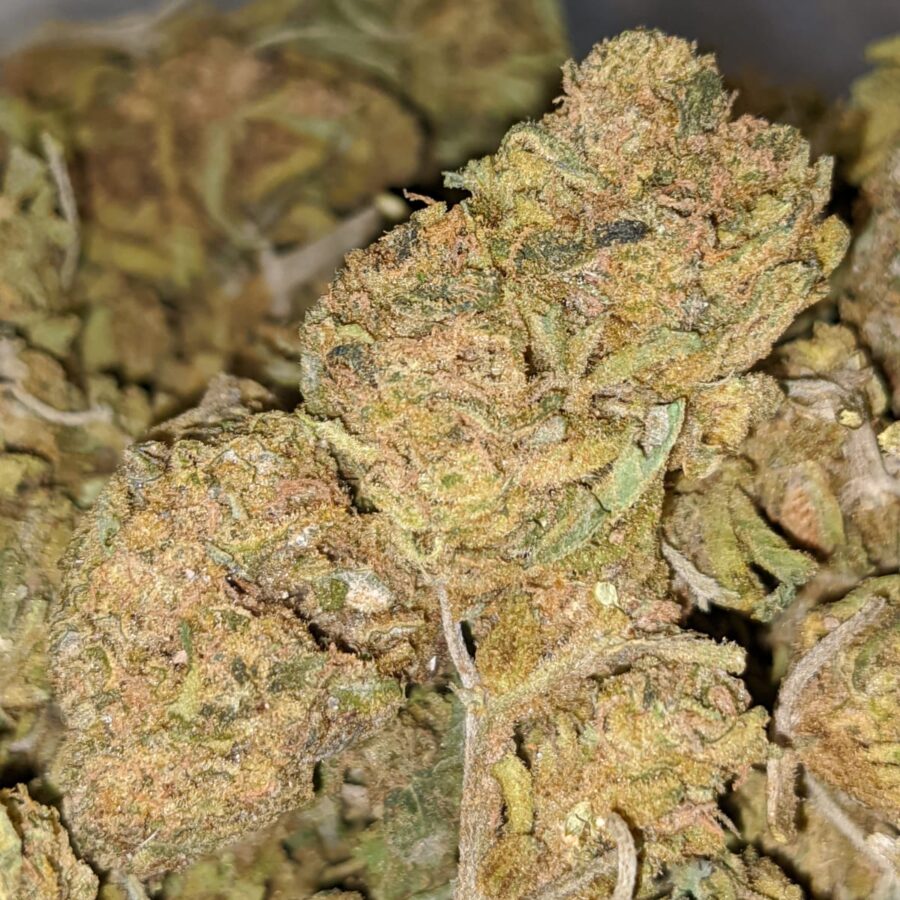 AA SCRAPPY BRAINSTORM 2 I AA Scrappy Brainstorm Haze