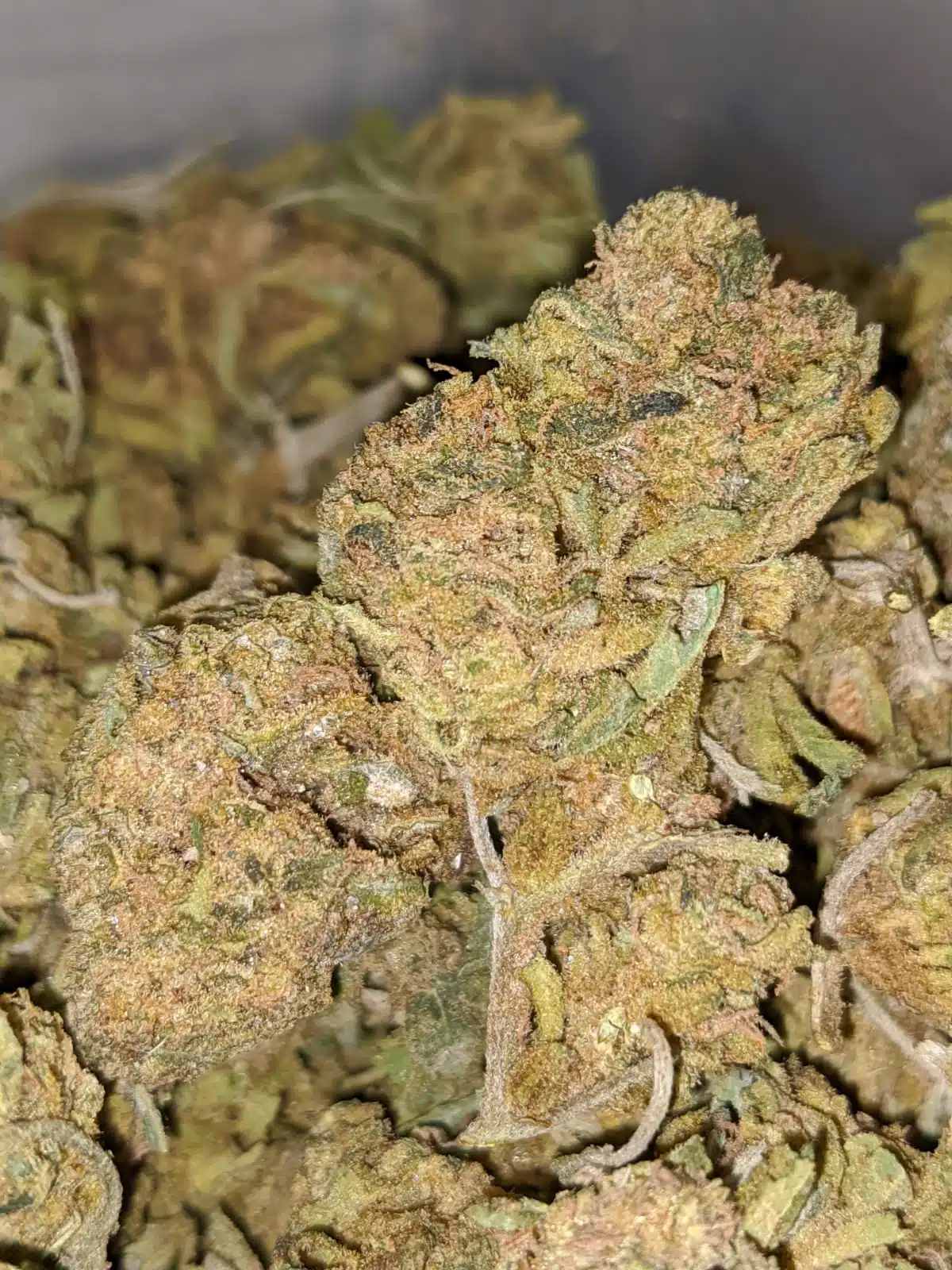 AA Scrappy Brainstorm Haze - Image 5