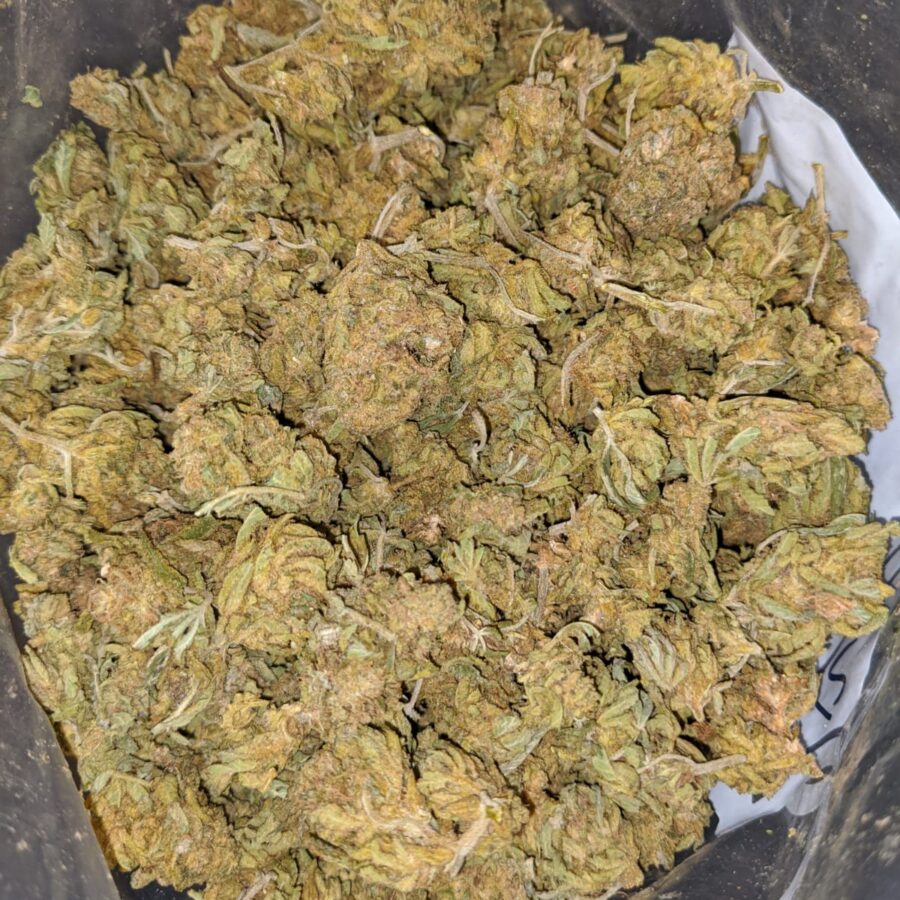 AA SCRAPPY BRAINSTORM 3 I AA Scrappy Brainstorm Haze