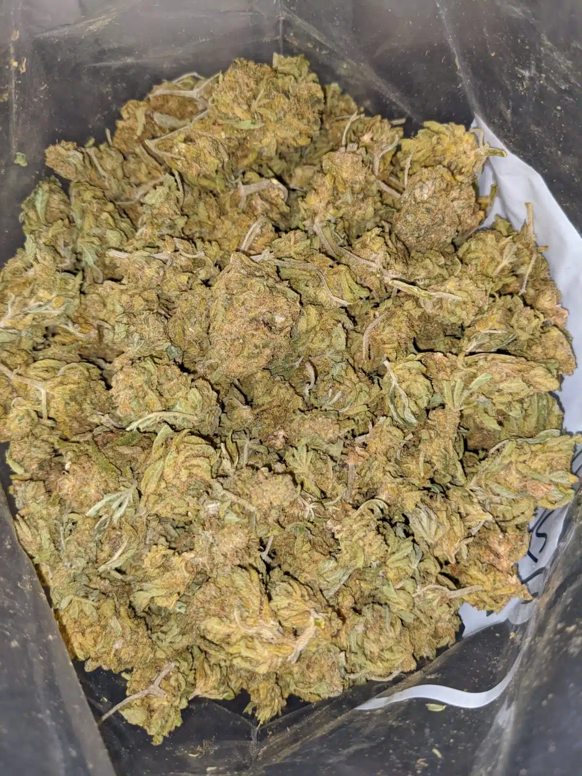 AA Scrappy Brainstorm Haze - Image 6