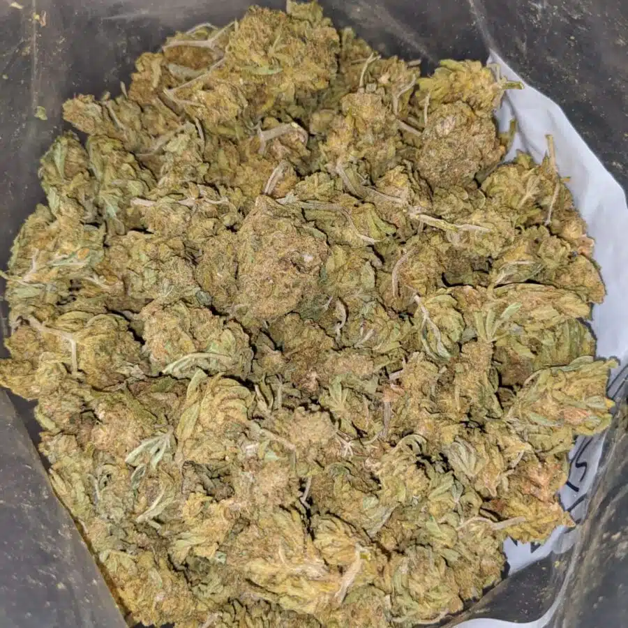 AA SCRAPPY BRAINSTORM 4 I AA Scrappy Brainstorm Haze