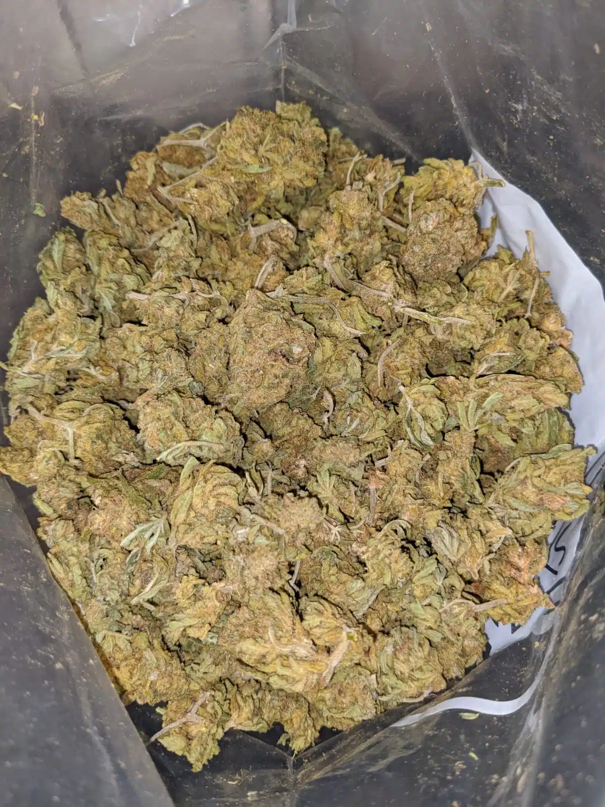 AA Scrappy Brainstorm Haze - Image 7