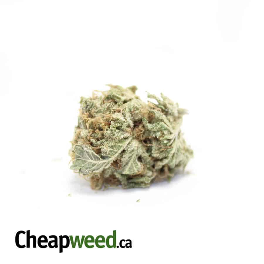 16% THC Sativa