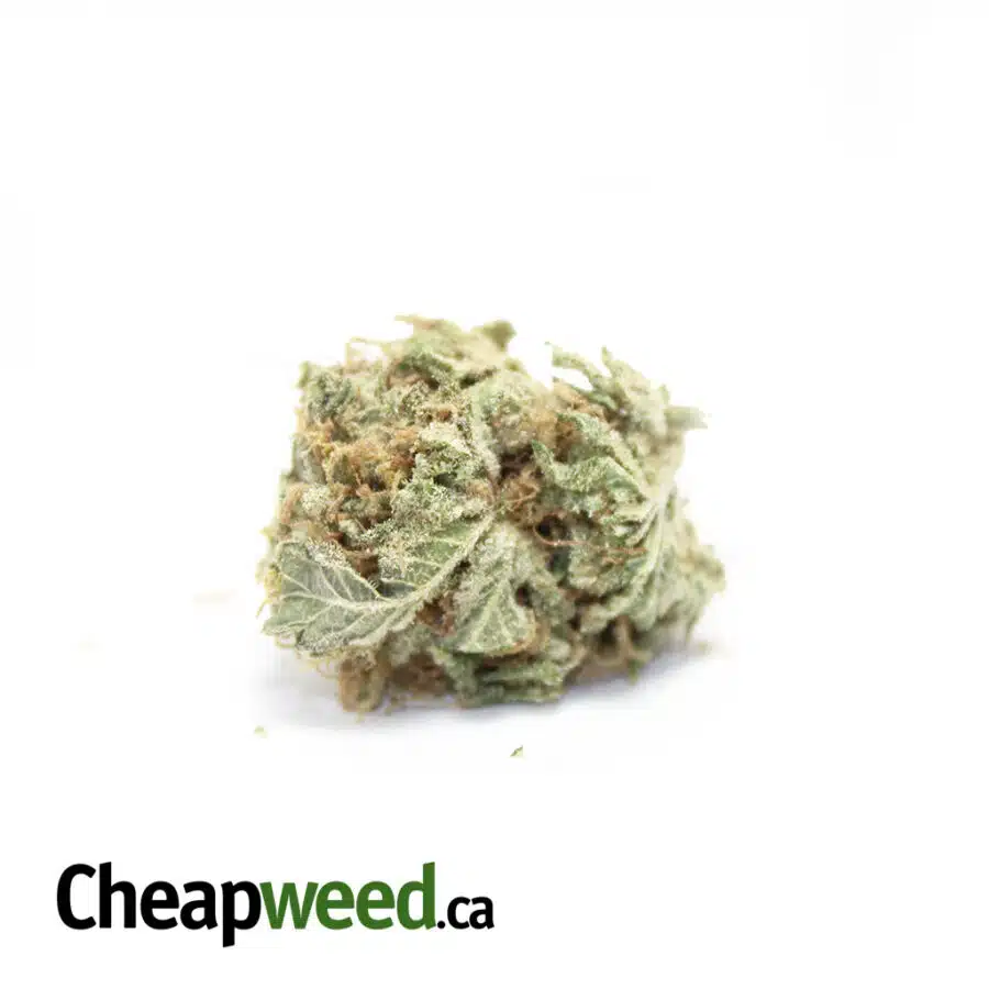 16% THC Sativa