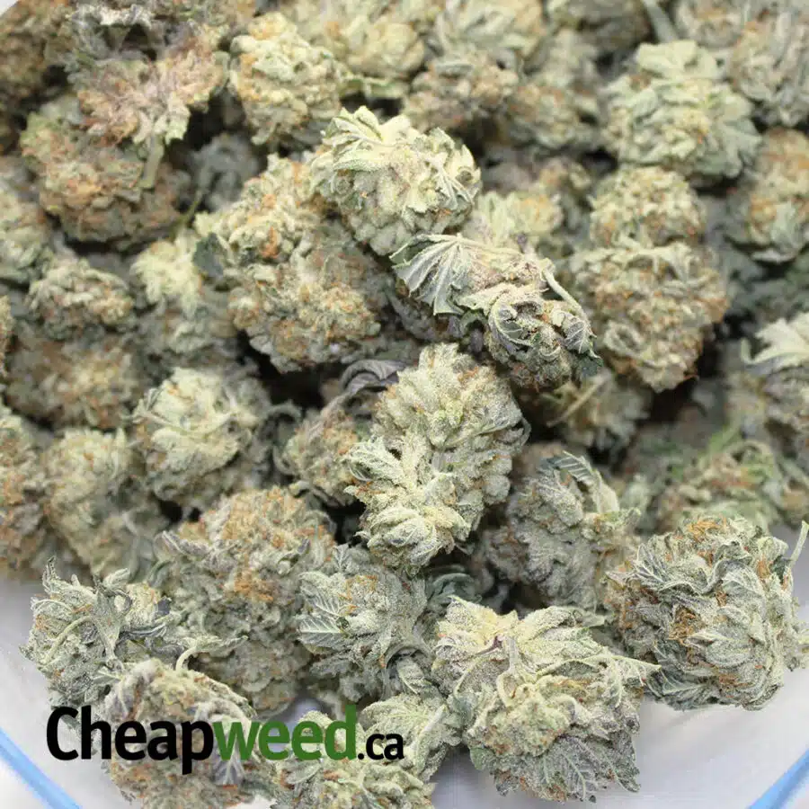 Alternative view of $99 Oz - Green Russian