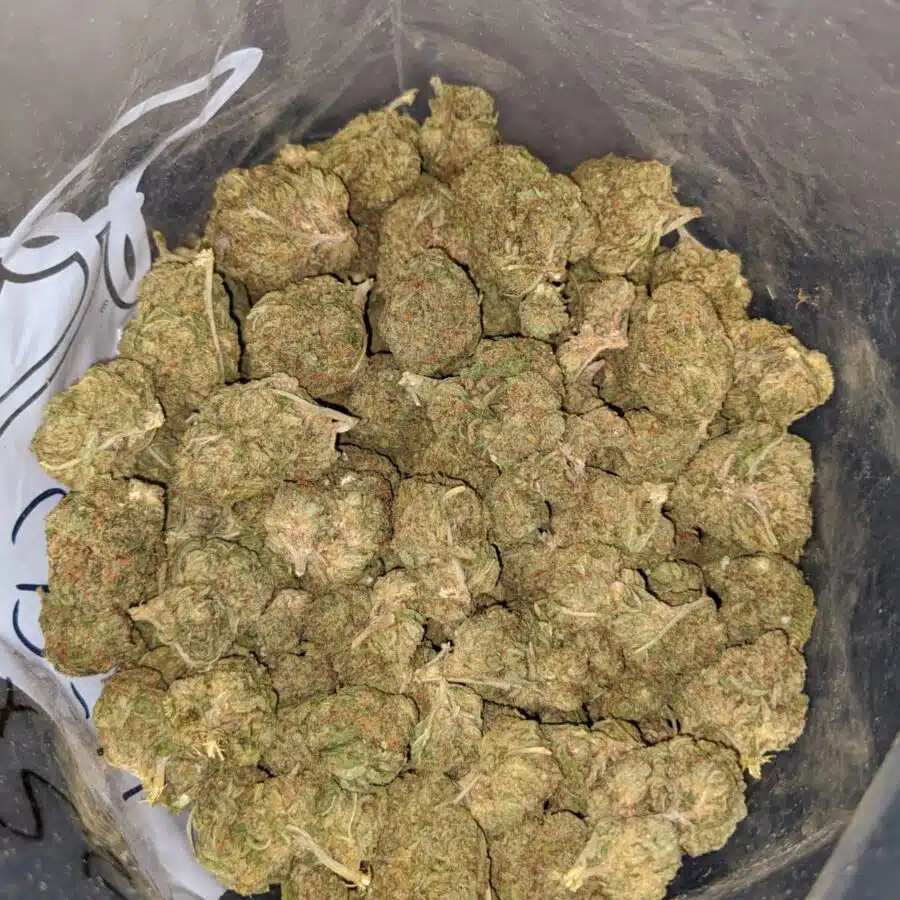 LEMON ZEST BS 1 I Lemon Zest Bulk Special