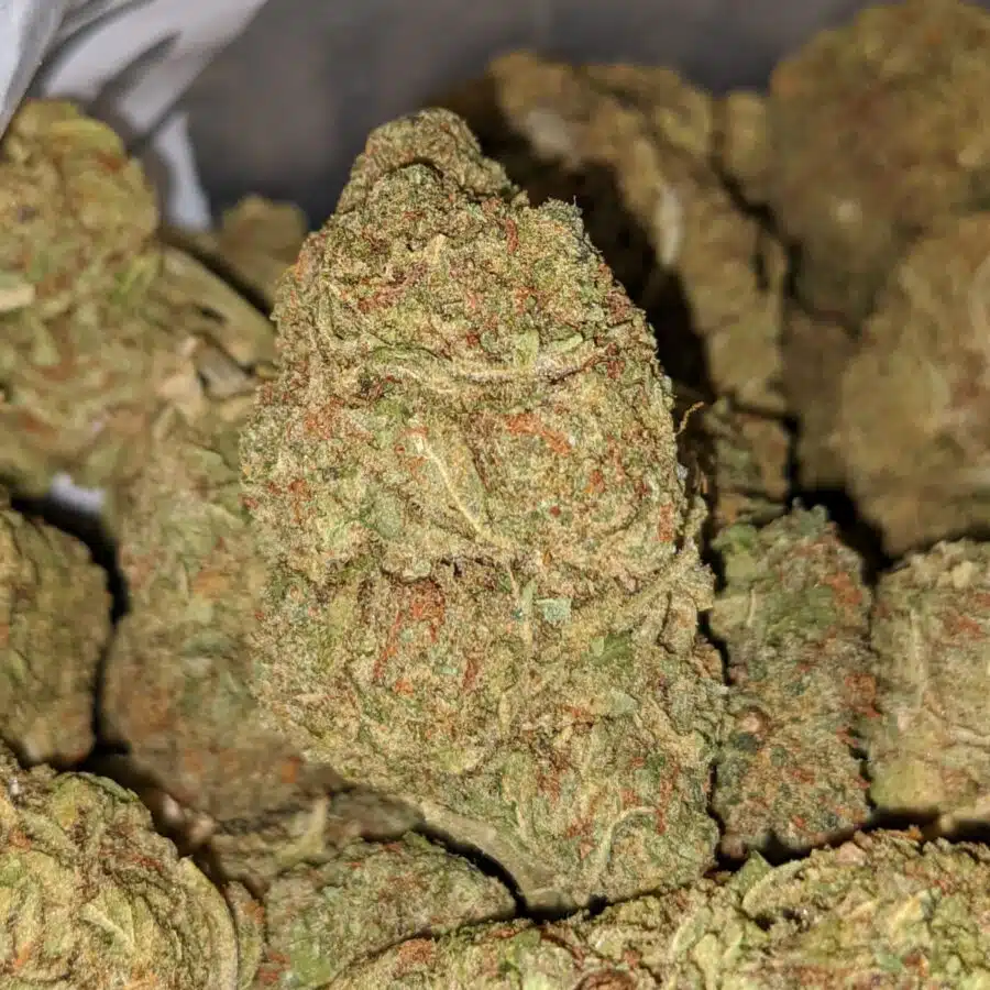 LEMON ZEST BS 2 I Lemon Zest Bulk Special