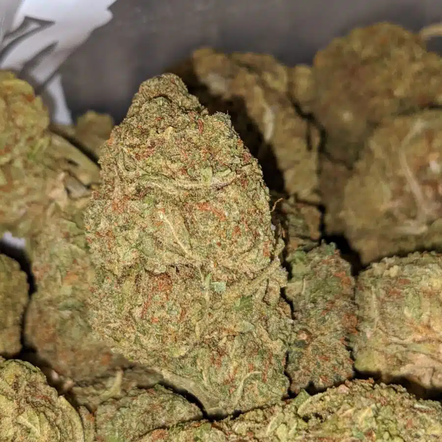 LEMON ZEST BS 3 I Lemon Zest Bulk Special