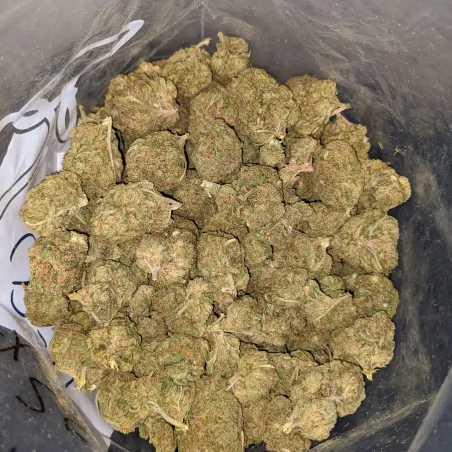LEMON ZEST BS 4 I Lemon Zest Bulk Special