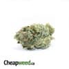 Syndicate Farm's Hindu Kush