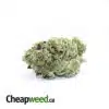 Syndicate Farm's Hindu Kush