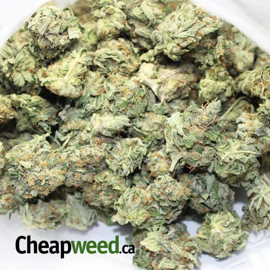 SYNDICATE FARMS HINDU KUSH 4 I Syndicate Farm's Hindu Kush