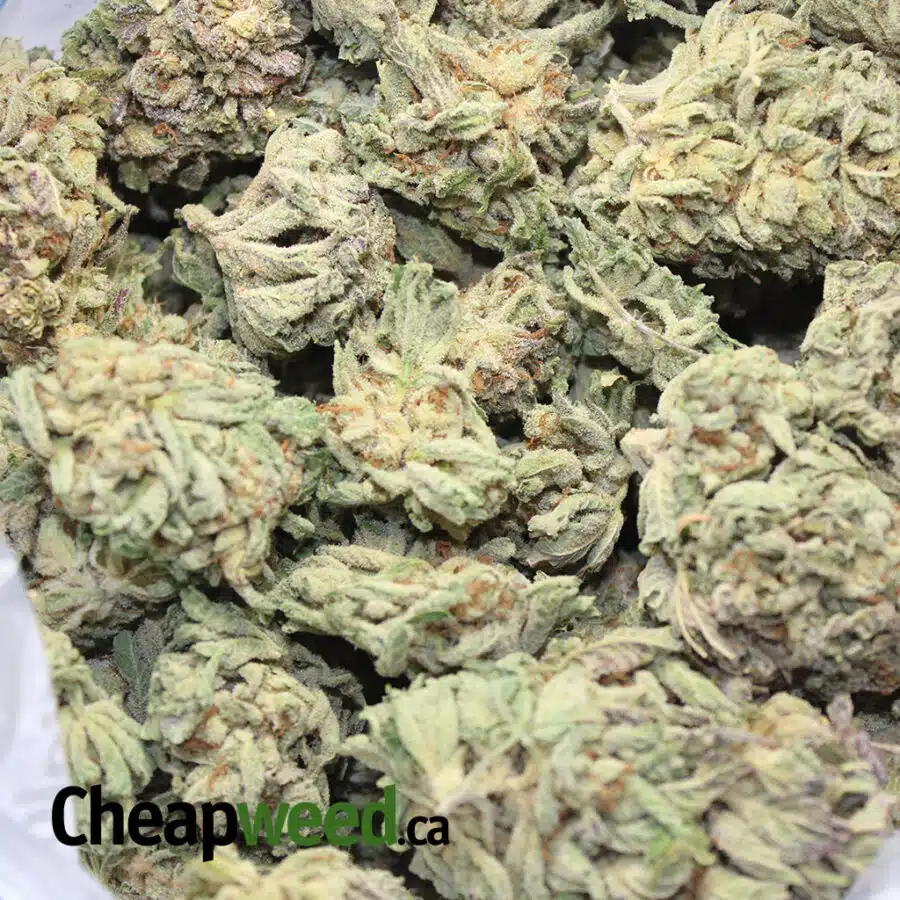 buddha gas 3 I $89 Oz - Gas Buddha