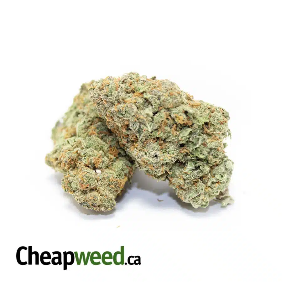 Alternative view of Greasy Nuken