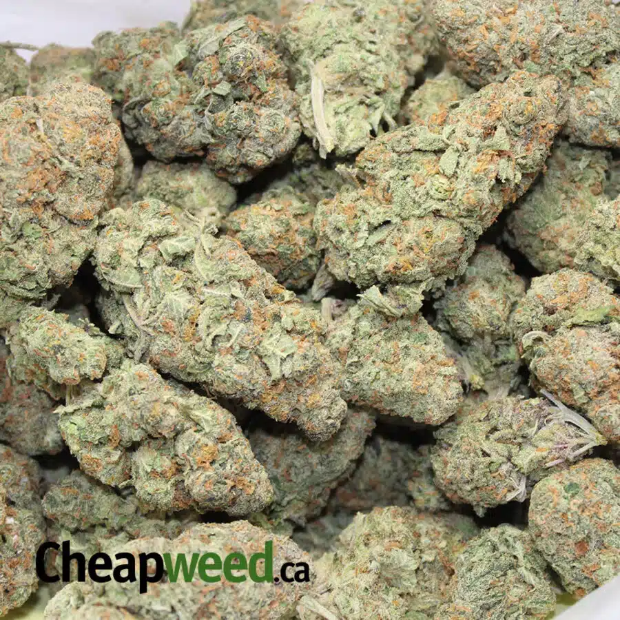 greasy nuken 3 I Greasy Nuken
