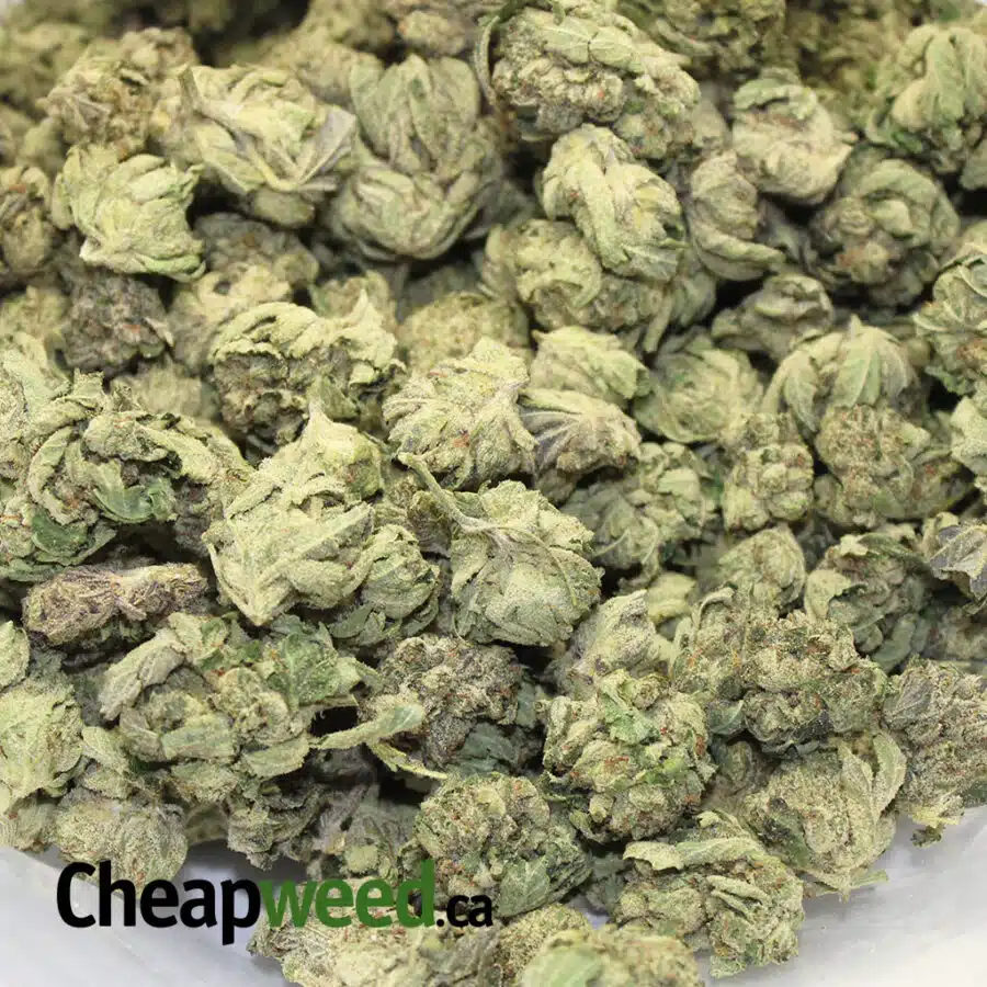 Alternative view of Green Tuna Kush