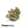 $99 Oz - Select Hybrid