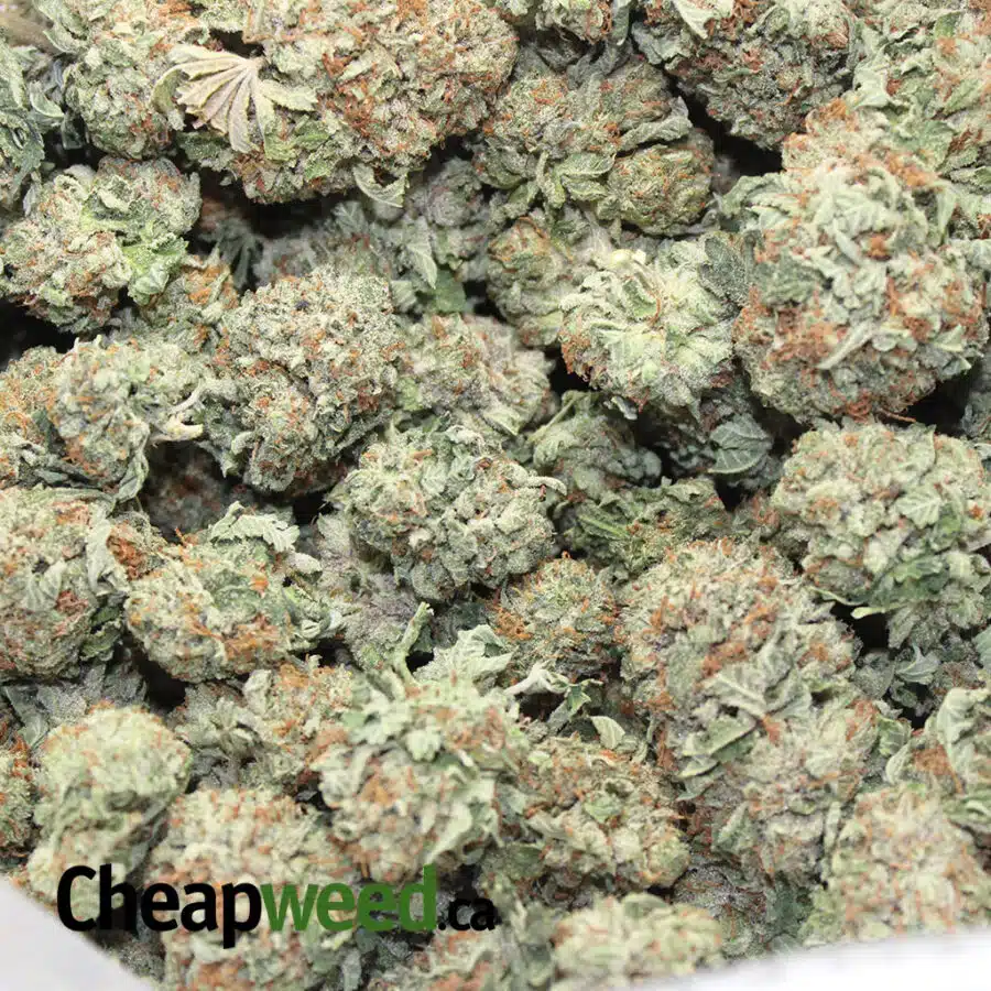 purple candy land 3 I Purple Candyland