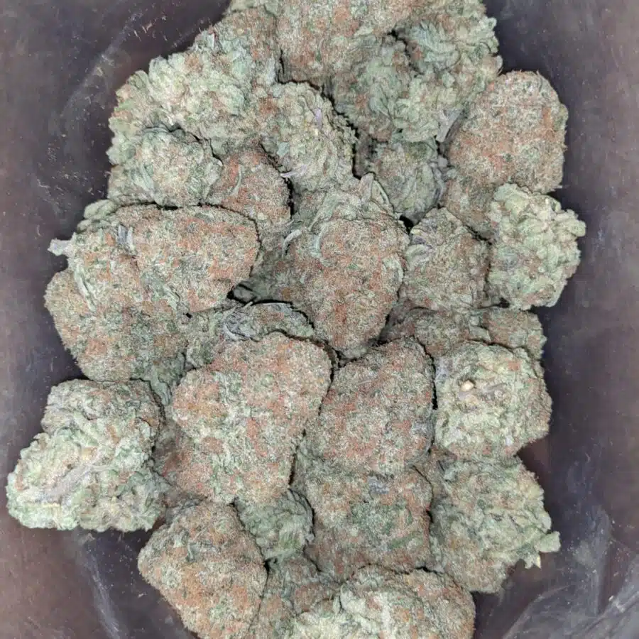 sister glue 1 I Sister Glue