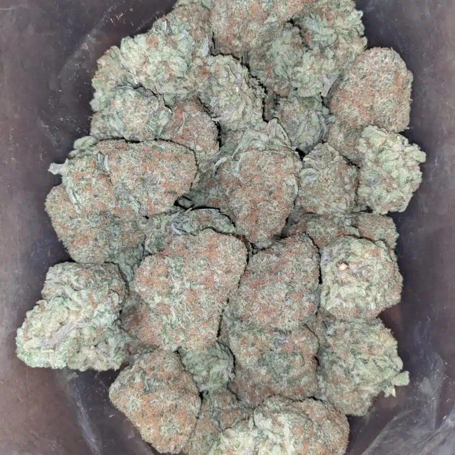 sister glue 2 I Sister Glue