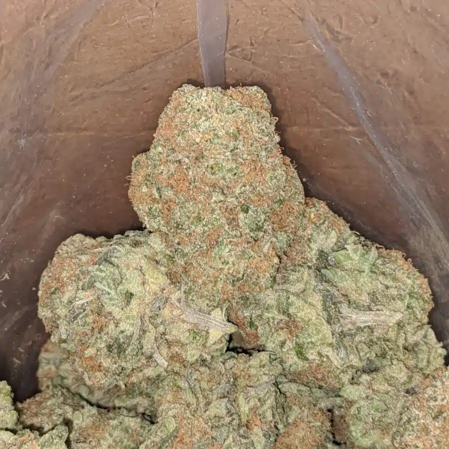 sister glue 3 I Sister Glue