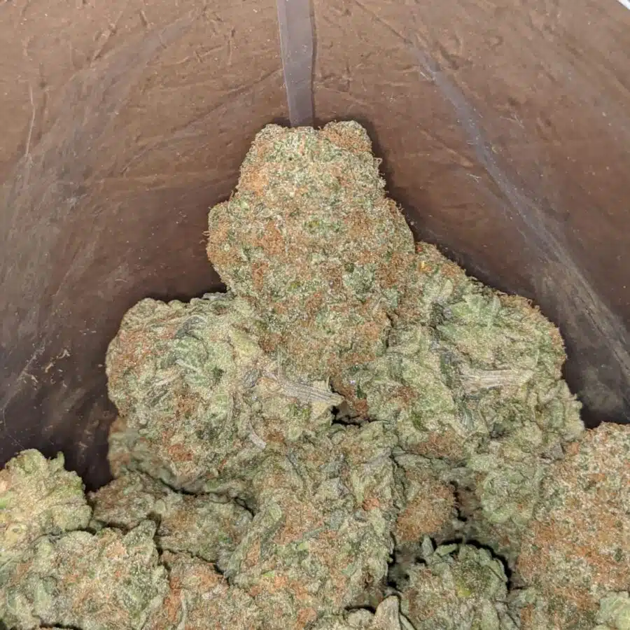 sister glue 4 I Sister Glue