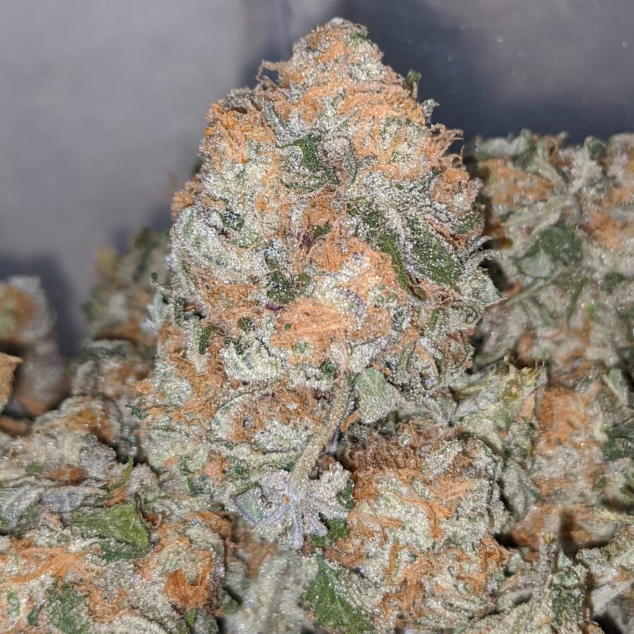 wonderberry 1 I Wonderberry