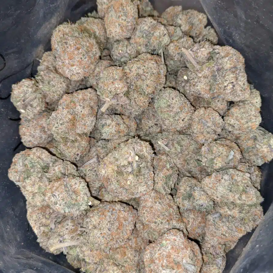 CHERRY CUPCAKE 1 I $79 Oz - Cherry Cupcake