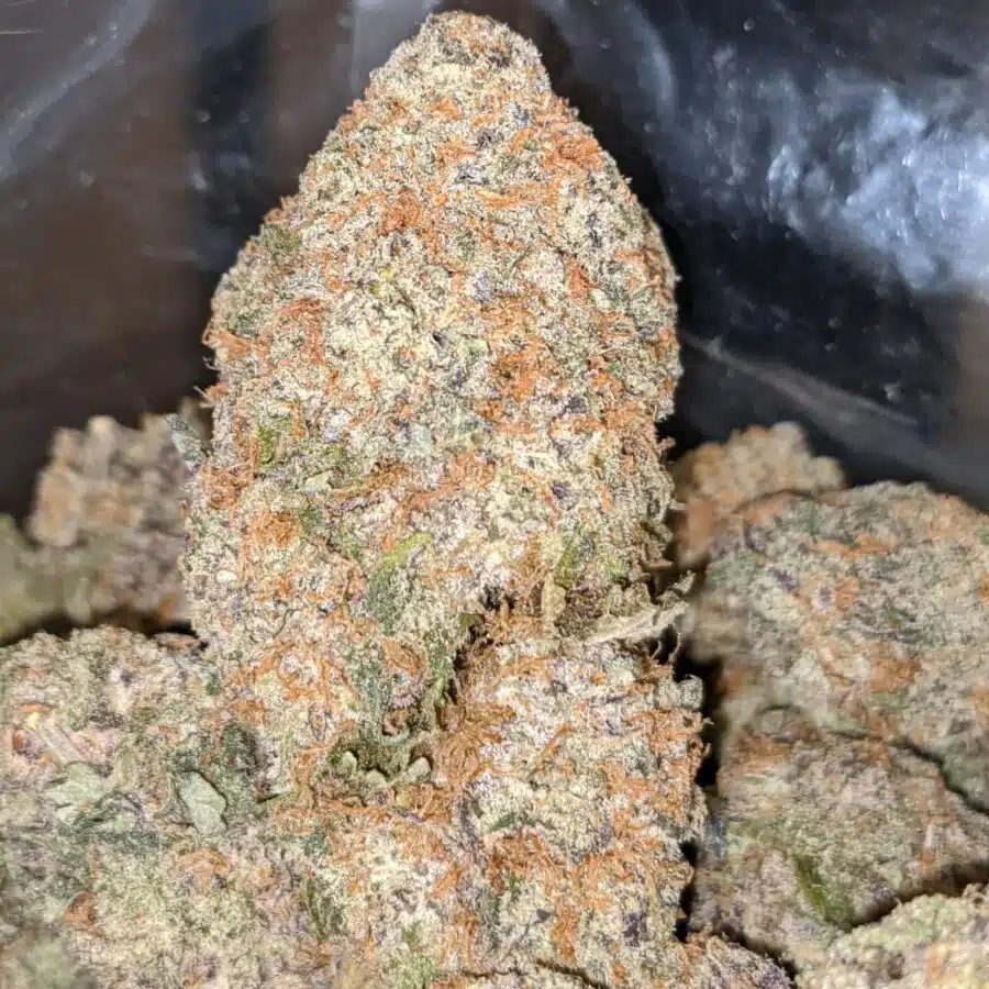 CHERRY CUPCAKE 3 I $79 Oz - Cherry Cupcake