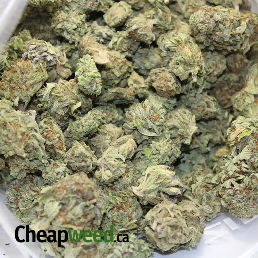 OG DIAMOND 3 I OG Diamond - *Deal of the Day*