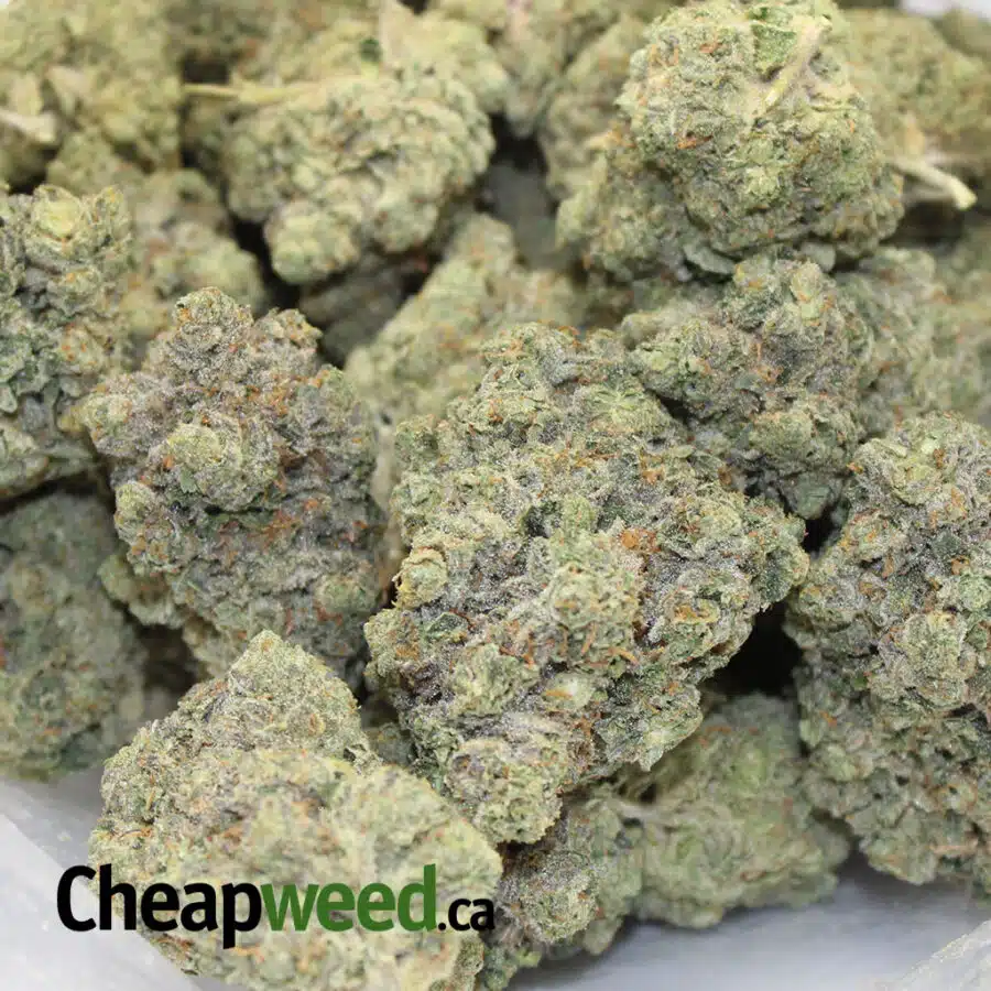 SHERBERT OCTANE 1 I Sherbert Octane AAAA+ (Ounce)