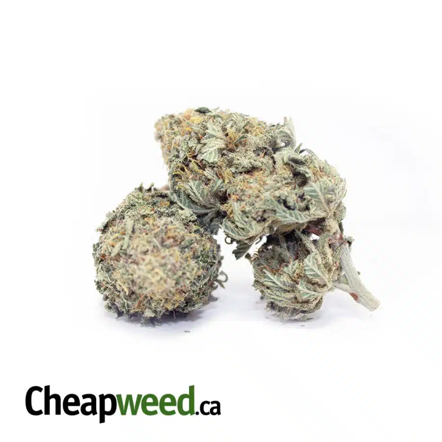 Alternative view of $550 QP - Organic Astropink