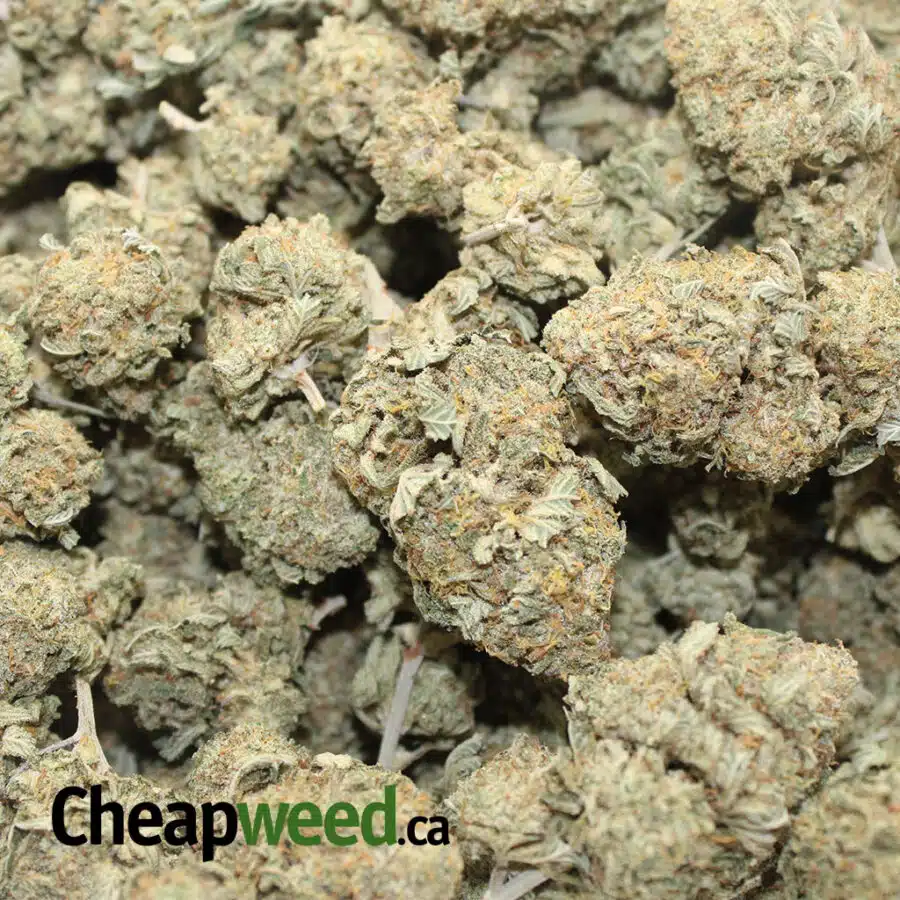 astro pink 3 I $550 QP - Organic Astropink