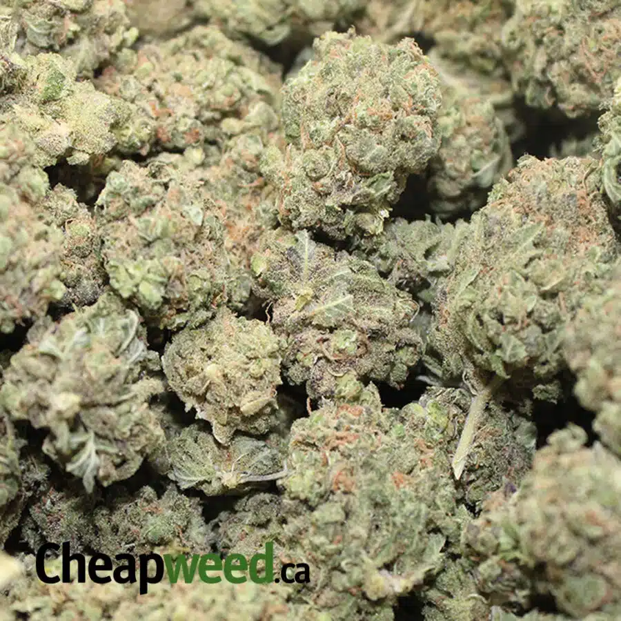 cheap purple bud 1 I Cheap Purple Bud