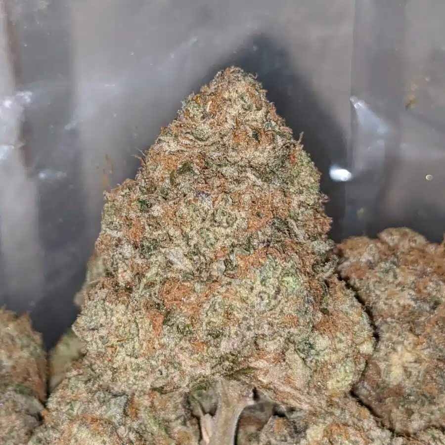 gorilla bomb aaa 1 I Gorilla Bomb AAA