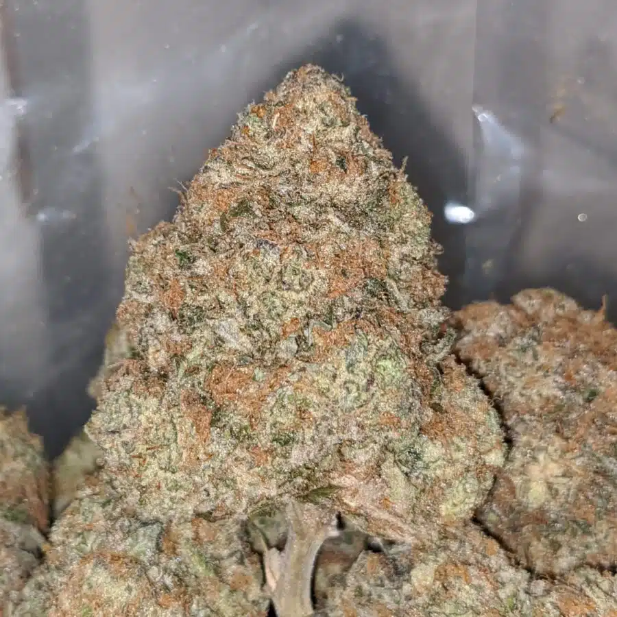 gorilla bomb aaa 2 I Gorilla Bomb AAA