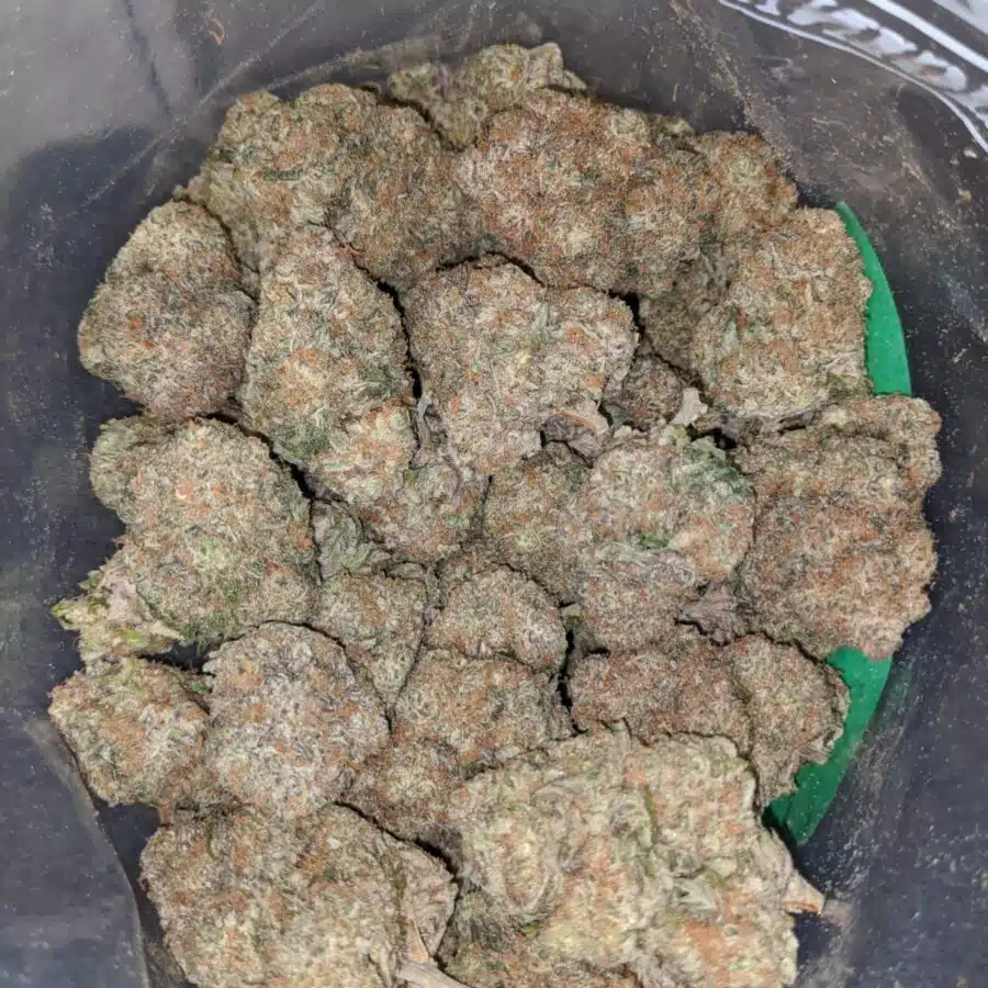 gorilla bomb aaa 3 I Gorilla Bomb AAA