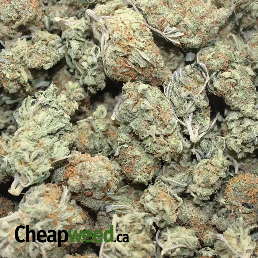 og select sativa 1 I OG Select Sativa