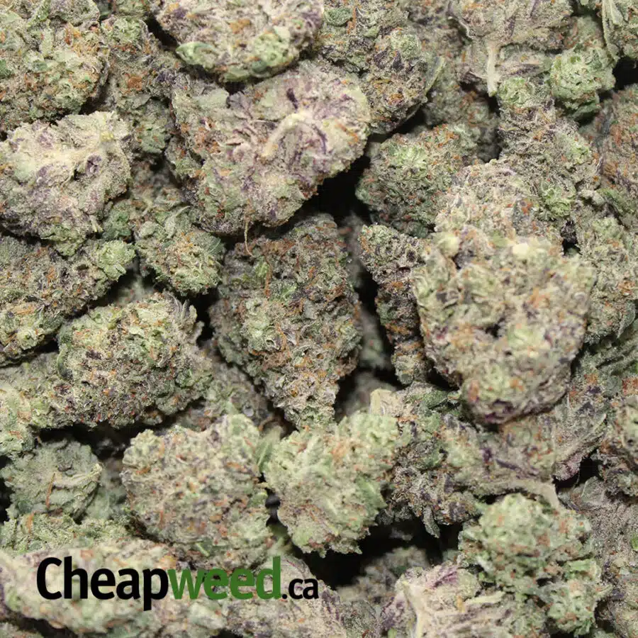 Purple Kush AAAA+ - Image 3